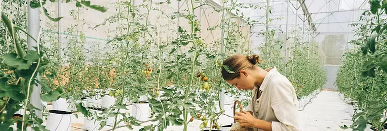 Interior of a greenhouse with rows of plants supported by redirected waste heat for local food production